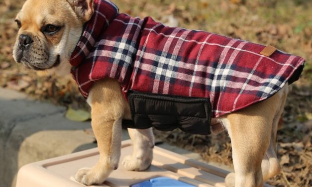 Waterproof Windproof Reversible Dog Vest